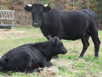 2 year old Dexter cow with steer calf