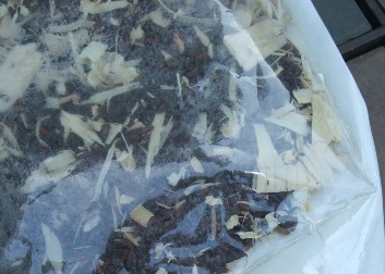 Fly predators just starting to hatch in the bag.