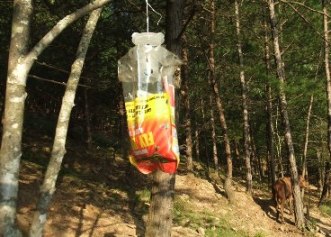 This fly trap is doing it's job.