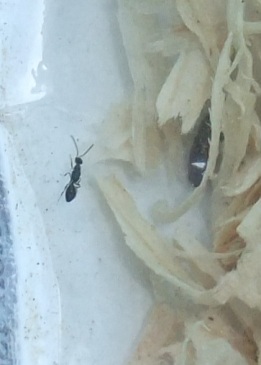 Close-up of predator ready to go to work.