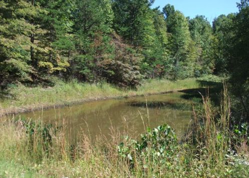 The pond, hidden away between the trees