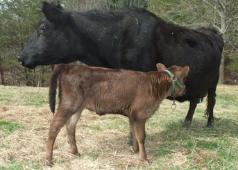 BoPeep & Miss Muffet enjoying some spring sunshine.