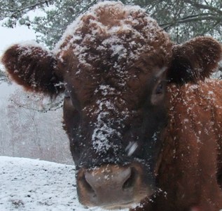 Rousseau did not seem impressed with the foot & a half of snow we got.  I think he'll be happy to be in TX.