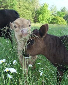 Hello Sister! Sometimes it's easy to tell your calves apart.....but sometimes it isn't.