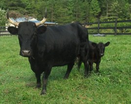 This photo of Sara & Tundra won third place in the Cow/Calf category in the photo contest.