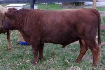 Mrald Perfect Lil Milkman