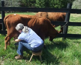 This photo of me milking Trixie took the first place ribbon in the Milking & Working Dexters category.