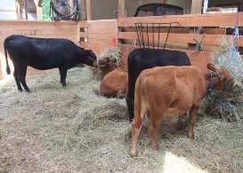 My show string (L to R): Tundra, Jammy, Porter and Charlie. All dolled up & ready to go, learning about standing tied in the barn all day.