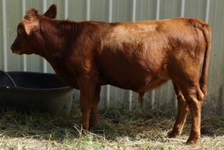 Patrick is such a handsome, solid bull calf.