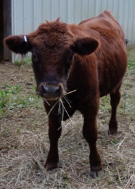 Thomas has excellent width between the legs.