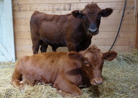 Introducing Thomas (behind) & Patrick (in front).