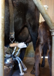 I clean Bo's left-side teats to finish milking after Thumbelina is done nursing & has wandered off.