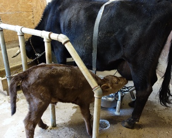 Thumbelina gets her breakfast.