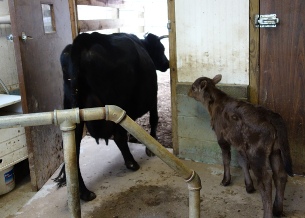Bo leaves the parlor happy, her job well done. "Good girl, thank you!"