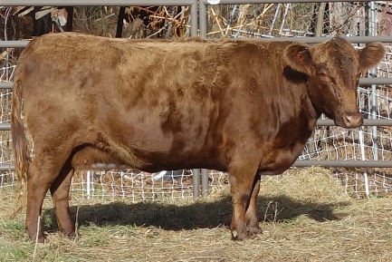 Lucky brings nearly faultless structure with exceptional depth, width & muscling to our breeding program.