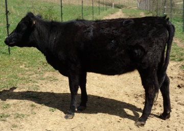 Janie, and her half-sister Sally, bring high volume milk production & excellent longevity from both their dams' & their sire's lines.