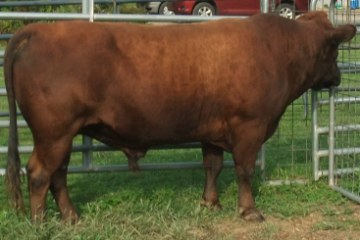 Rousseau is a wonderful combo of beef & milk genetics, and consistently passes his docile, friendly disposition.