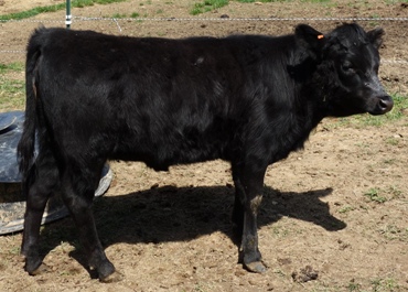 Moonshine is a great example of a quality heifer calf - thick bodied throughout, with good structure & the makings of a nice udder.