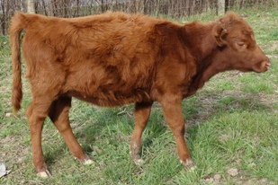 The same traits that landed this scrawny heifer's dam in the freezer are getting her culled as well: bad conformation, too narrow, cow hocked & a poor disposition.