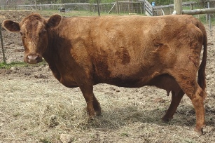 Lucky has everything we want in a "bull mother": excellent structure, a lovely udder & a great temperament.