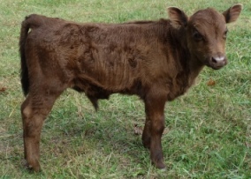 Taquito is a nice looking steer calf...but not breeding material.