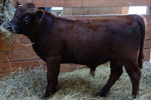 Thomas, at 6mo, showed great conformation, muscling & his sire's wonderful temperament. Just what we're looking for in a breeding bull.