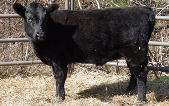 just arrived from NE at 8 months old